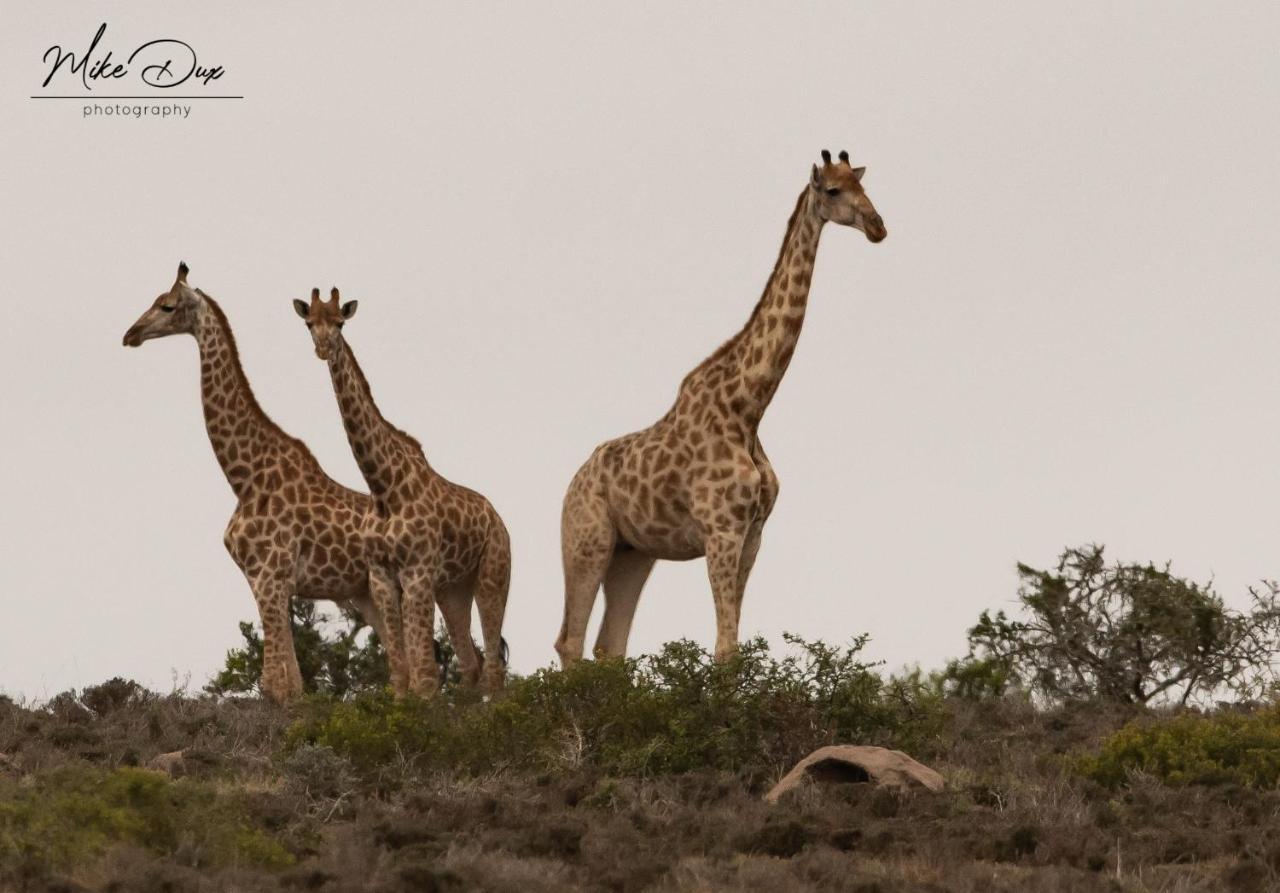 Safari Lodge - Amakhala Game Reserve Exterior photo