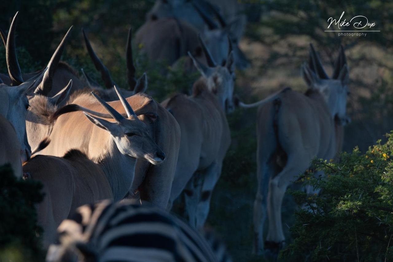 Safari Lodge - Amakhala Game Reserve Exterior photo