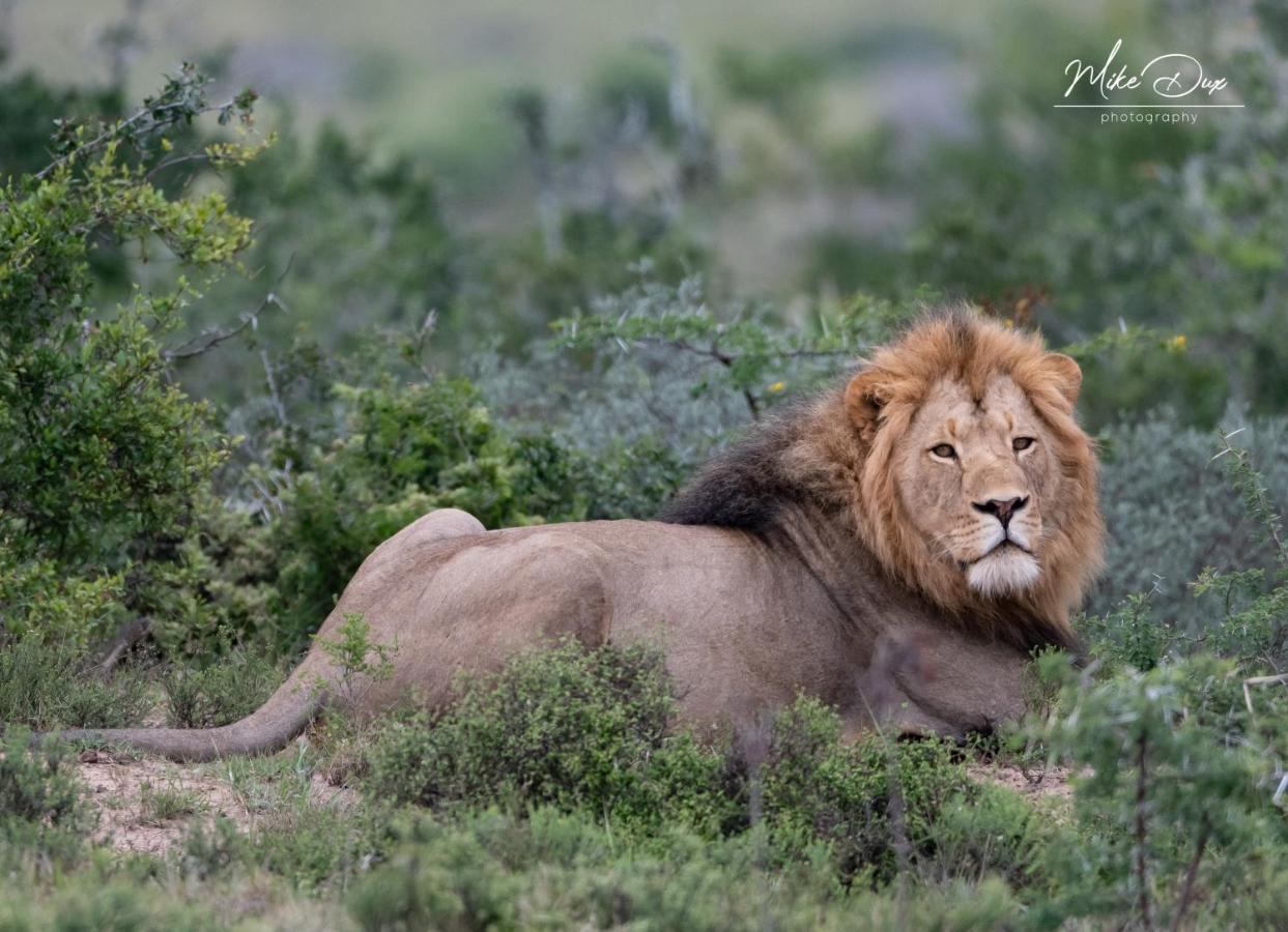Safari Lodge - Amakhala Game Reserve Exterior photo
