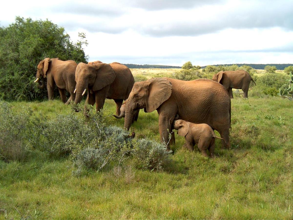 Safari Lodge - Amakhala Game Reserve Exterior photo