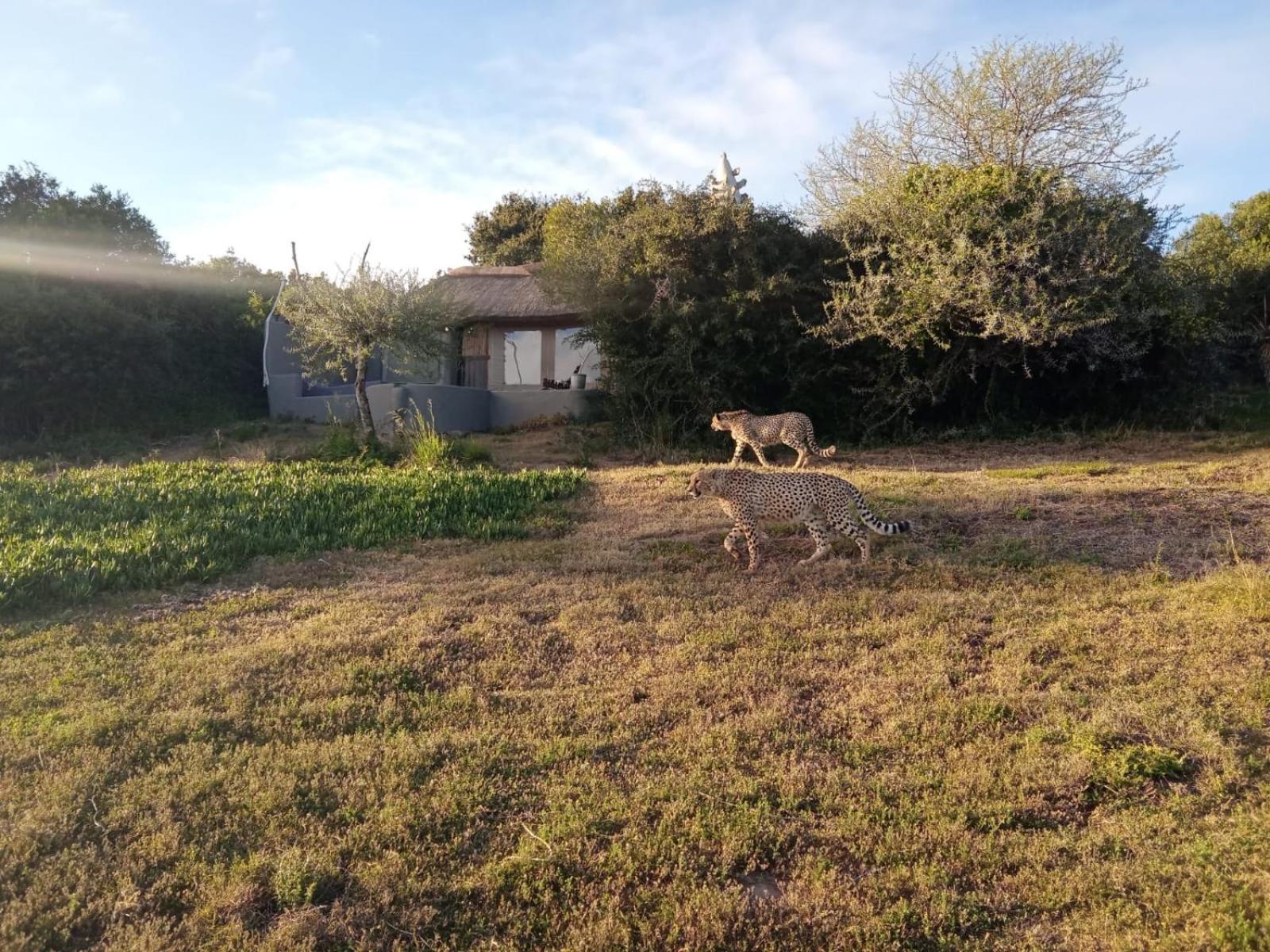 Safari Lodge - Amakhala Game Reserve Exterior photo